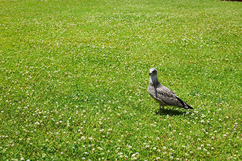 日本製 北欧 アートパネル ホテル ボード 部屋 Artmart アートマート 写真 アルミフレーム おしゃれ 綺麗 コーディネート 壁紙 額縁 ウォールステッカー フォト 小物 部屋 オフィス ホテル 旅館 病院 ホールのイメージアップ モノトーン 花 海 モノクロ 北欧 風景