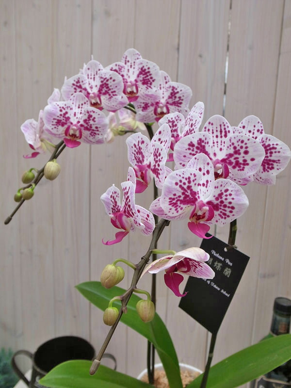 蝴蝶兰梅花杰克两个站!
