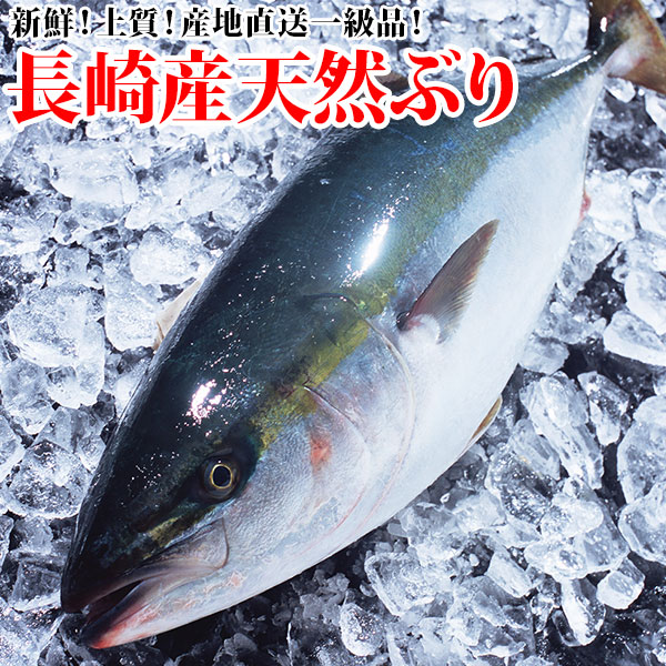 长崎生产天然师鱼(冬师鱼)12kg左右1部鲜度好!味道好!