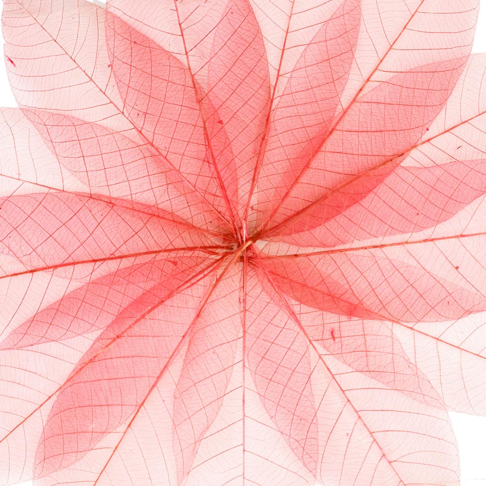 絵画 ラッセン Red アートパネル レントゲンフォト Transparent 絵画 Red Leaves 壁掛け 飾る キャンバス リビング 玄関 インテリア プレゼント ギフト 植物 葉 おしゃれ 5lサイズ 巣ごもり 絵画 壁飾り 風景専門店あゆわらおしゃれな壁掛けアートは リビングや玄関に