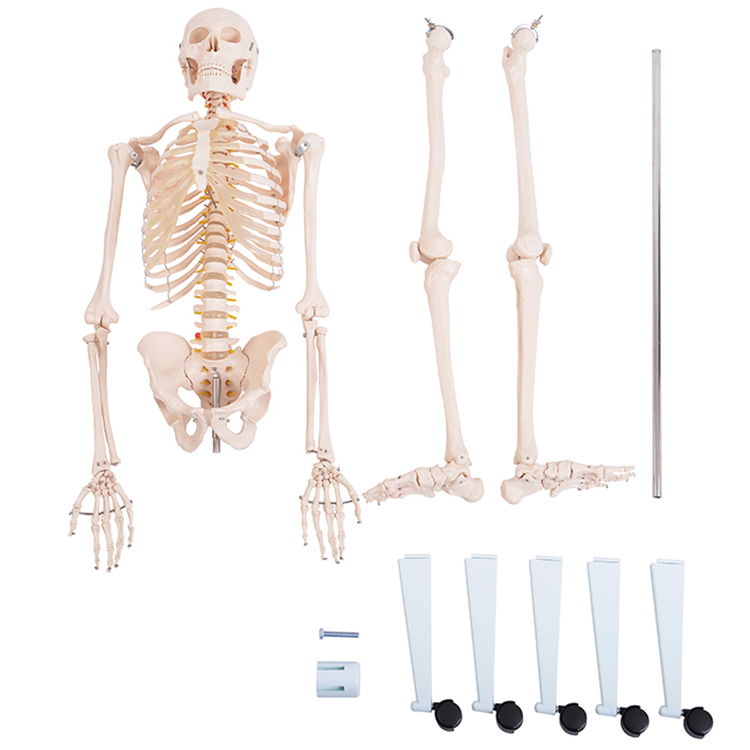 真人大小人骨模型180cm骸骨人体模型[jk-3007]
