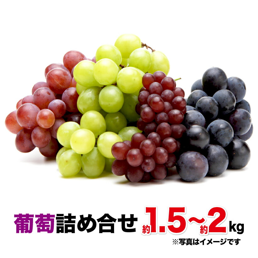 ファッションのの葡萄aセット約1 5kg 約2kg 年8月から発送開始 フルーツ 果物 ぶどう ブドウ シャインマスカット ピオーネ サニールージュ 黄玉 ゴルビー 宮崎県延岡市 送料無料 宮崎県延岡市 葡萄aセット約1 5kg 約2kg 年8月から発送開始 フルーツ 果物