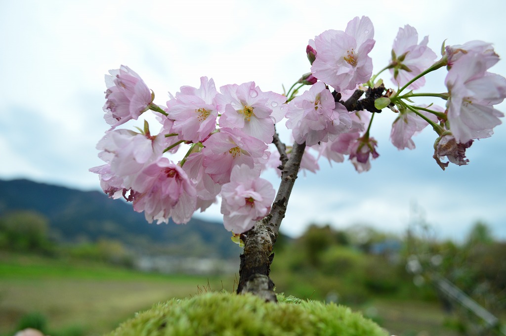 春天开花盆栽的 shin 长崎洁具粉红色花