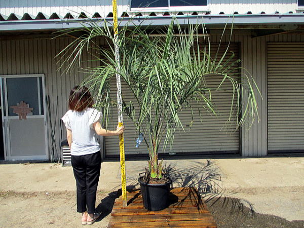 現品発送 ココスヤシ 鉢底から2 2m南国風 シンボルツリー 庭木 庭木 苗木 鈴鹿市 植木 常緑高木 常緑樹 常緑高木 鉢植え 送料無料 ぐりーんぐりーん 丁度いいサイズ