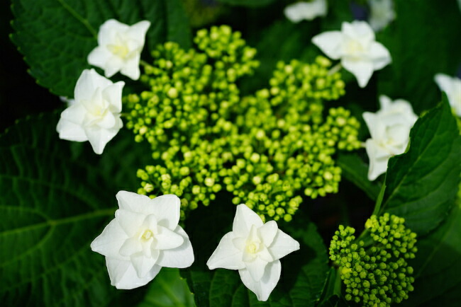 紫阳花(紫阳花)白天使