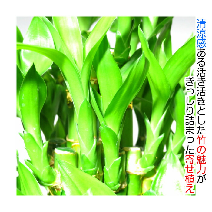 万竹w 目前效益新手在和平"盆景界了解盆景大师监督原摺页册"包括]