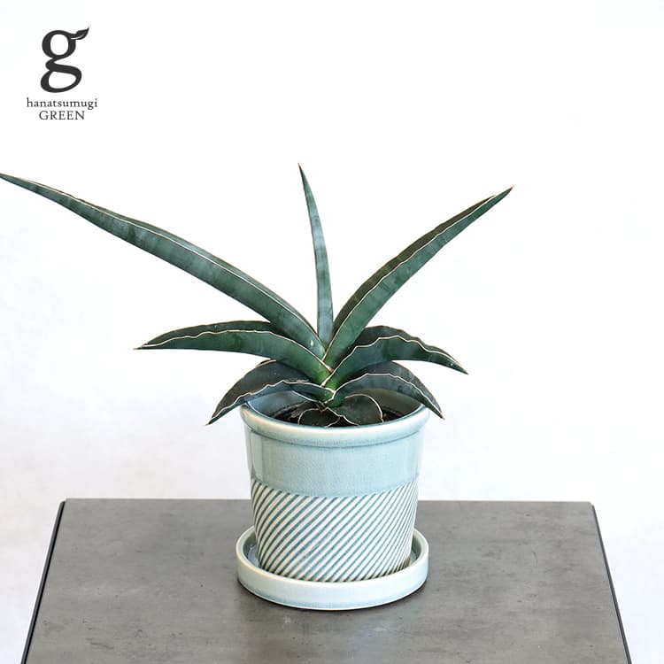 Sansevieria Robusta Blue