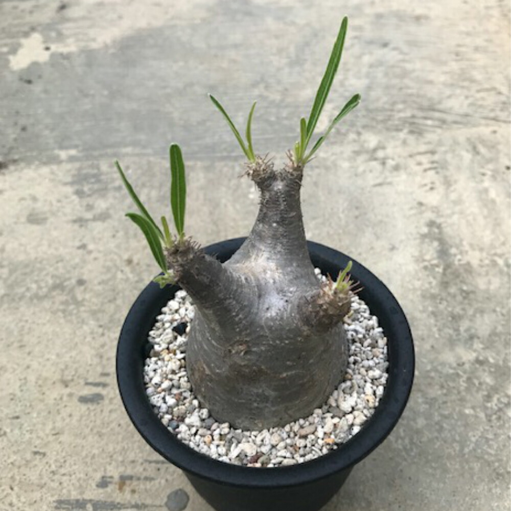 Pachypodium アイビー グラキリス 花のまちころぼっくる 珍奇植物ビザールプランツ花 ガーデン Diy 多肉植物 4号鉢 希少パキポディウム属 サボテン 野菜苗 多肉植物 希少 観葉植物 植物 パキポディウム属 珍奇植物 Pachypodium サボテン ビザールプランツメール便送料