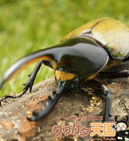 世界最大級カブトムシの王様 エサ 昆虫 ヘラクレスヘラクレス成虫ペア オス125mmup Cb オス 1 おがくず メス 1 虫 カブトムシ用品通販 クワガタ天国海外限定の公式の日本正規品の