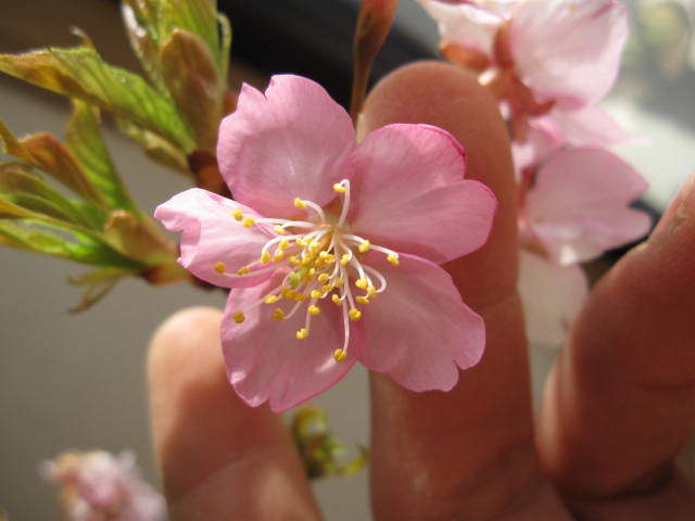 年3月開花 桜苗 河津桜 桜 大苗代引き発送は できません 園芸百貨店何でも揃うこぼんさい 桜 家の庭や玄関に 桜で景色をより美しく 小さな 美化運動は 桜を育てること 日本最大級メーカー直販 の 超特価sale開催即納 の