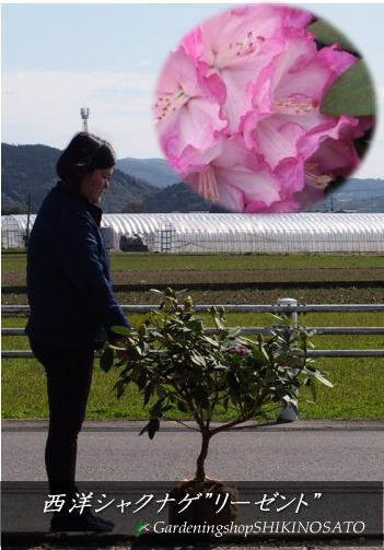 3 4現在 花芽付き 西洋シャクナゲ しゃくなげ 石楠花 品種 リーゼント 植木 樹高 0 7内外 ガーデン 3月撮影