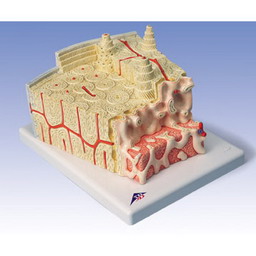 送料無料 人体模型 無料健康相談 対象製品 3b社 人体組織拡大模型 骨の構造モデル A 79 Shop De マッサージ カラコン Clinic店骨単位を示した骨の拡大模型