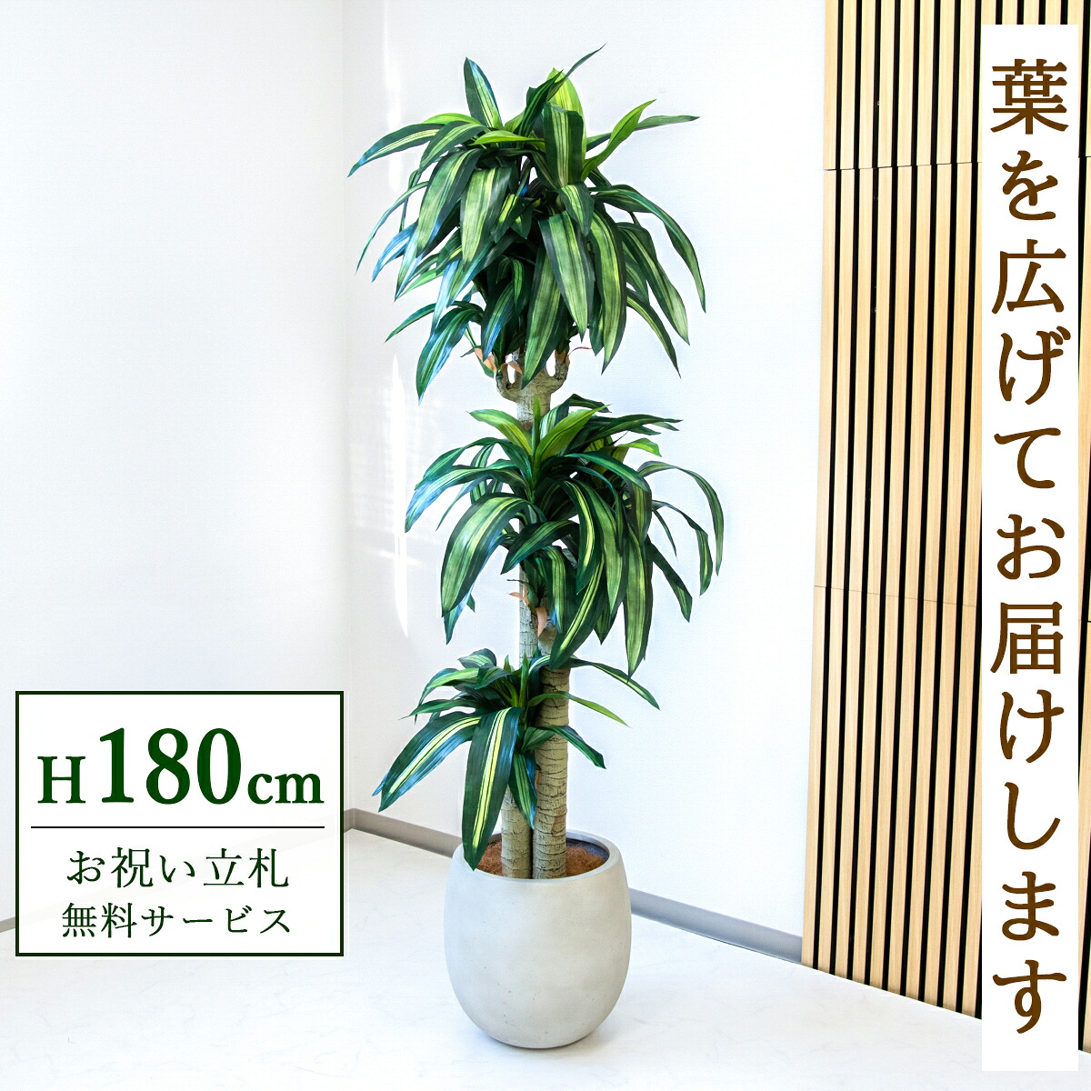 フェイクグリーン 観葉植物 人工観葉植物 幸福の木 ドラセナ マッサンゲアナ 大型 180cm 鉢付き / 立札無料 送料無料 法人・開店祝い 店舗・オフィス装飾 空間演出 造花/PG1011-BAL35IV