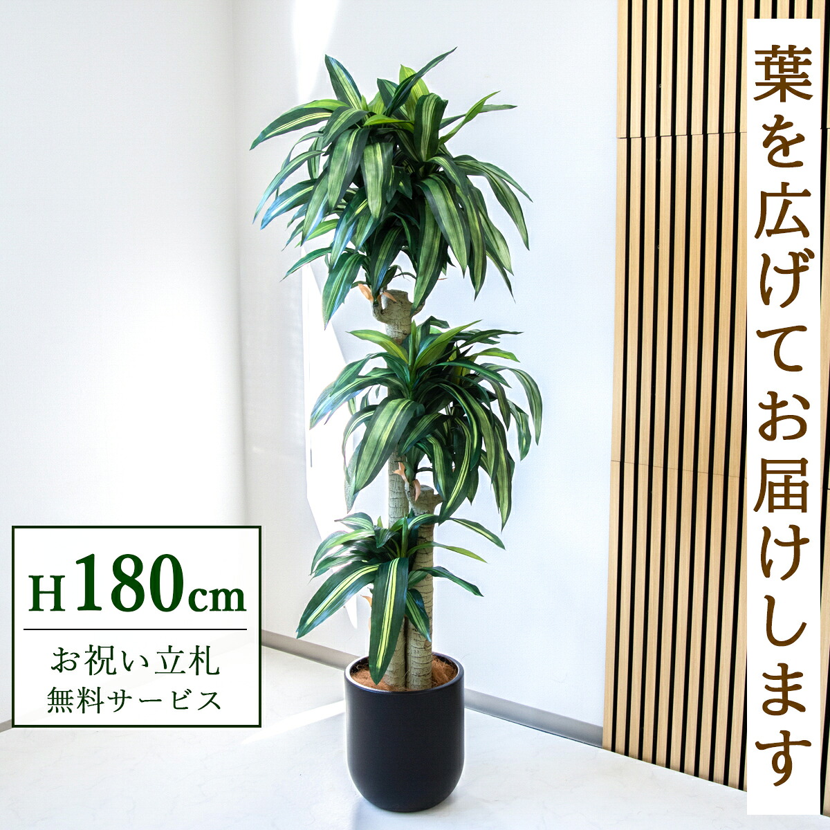 フェイクグリーン 観葉植物 人工観葉植物 幸福の木 ドラセナ マッサンゲアナ 大型 180cm 鉢付き / 立札無料 送料無料 法人・開店祝い 店舗・オフィス装飾 空間演出 造花/PG1011-CHC29BK