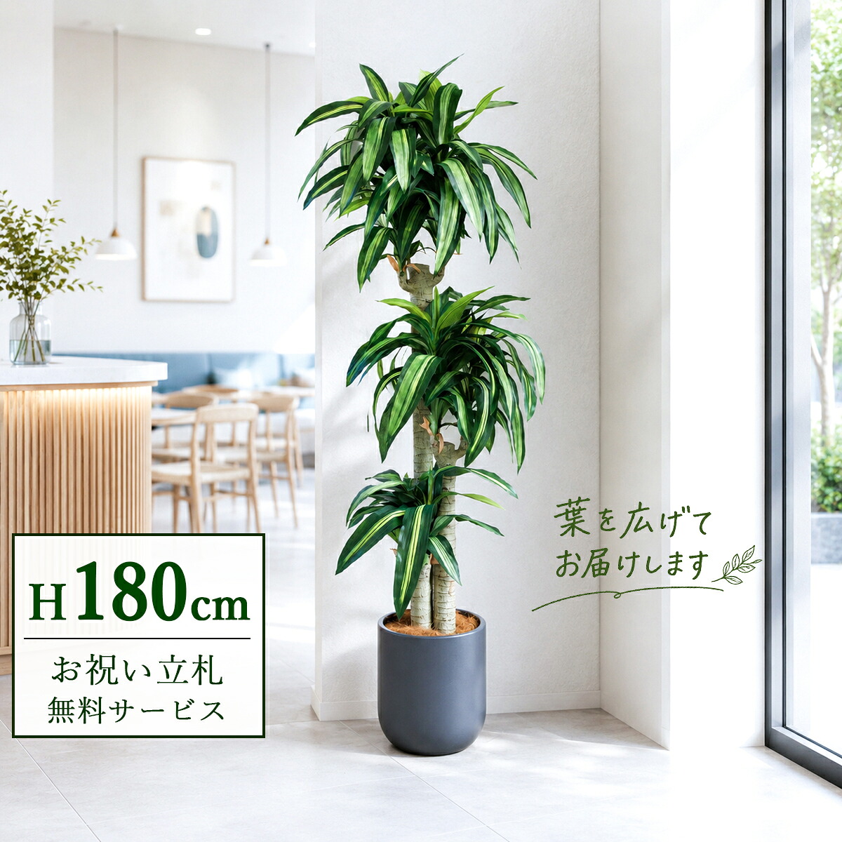 フェイクグリーン 観葉植物 人工観葉植物 幸福の木 ドラセナ マッサンゲアナ 大型 180cm 鉢付き / 立札無料 送料無料 法人・開店祝い 店舗・オフィス装飾 空間演出 造花/PG1011-CHC29GY｜造花と人工観葉の店舗装飾 PP-SHOP