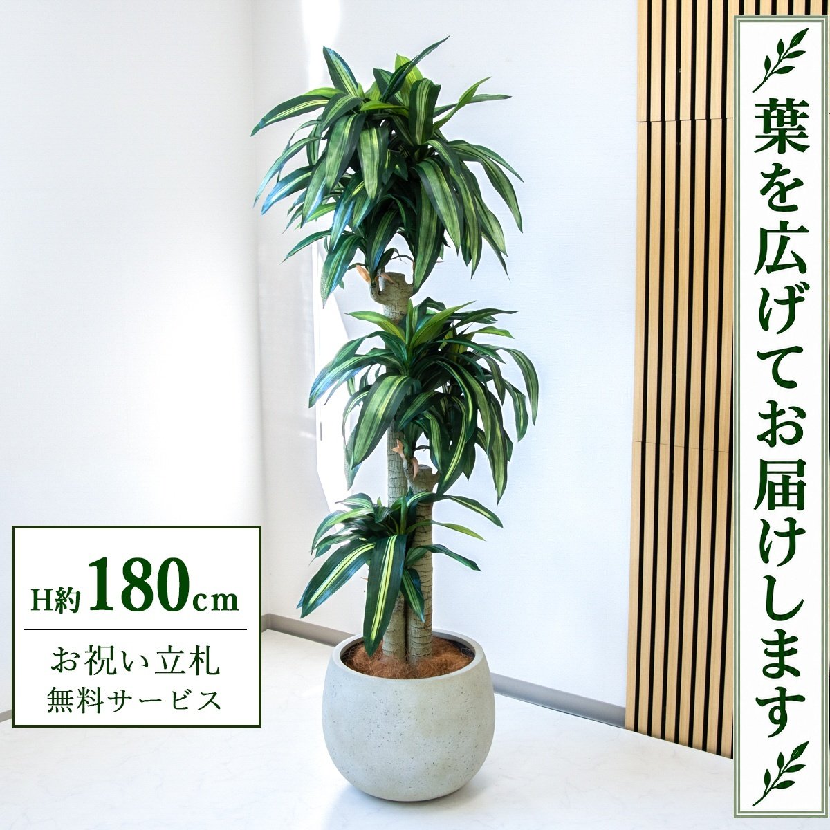 フェイクグリーン 観葉植物 人工観葉植物 幸福の木 ドラセナ マッサンゲアナ 大型 180cm 鉢付き / 立札無料 送料無料 法人・開店祝い 店舗・オフィス装飾 空間演出 造花/PG1011-D42IV｜造花と人工観葉の店舗装飾 PP-SHOP