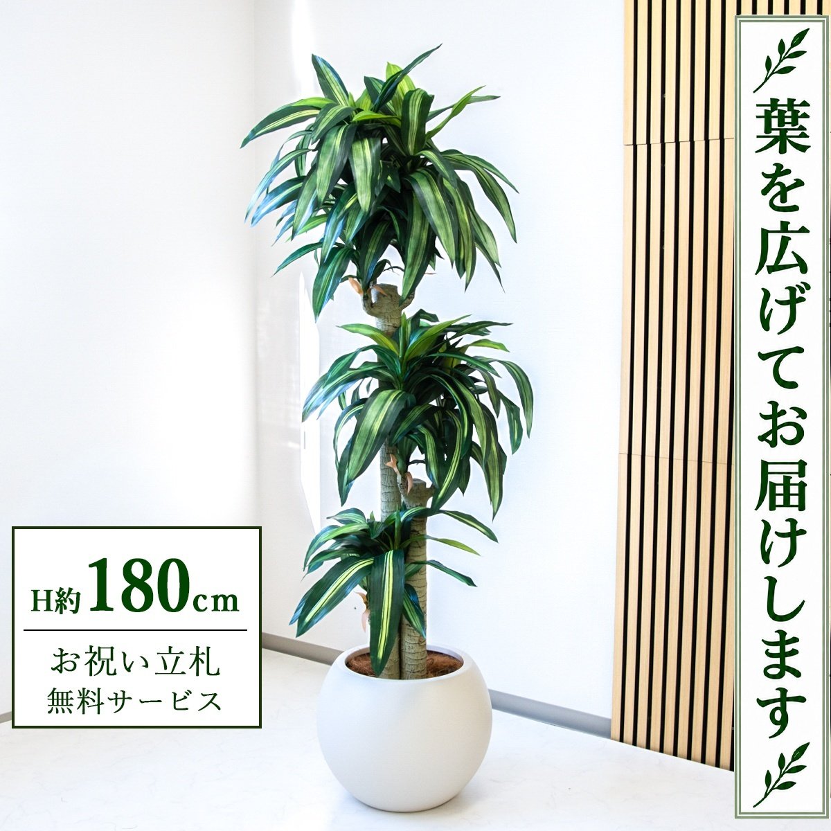 フェイクグリーン 観葉植物 人工観葉植物 幸福の木 ドラセナ マッサンゲアナ 大型 180cm 鉢付き / 立札無料 送料無料 法人・開店祝い 店舗・オフィス装飾 空間演出 造花/PG1011-ROM43IV