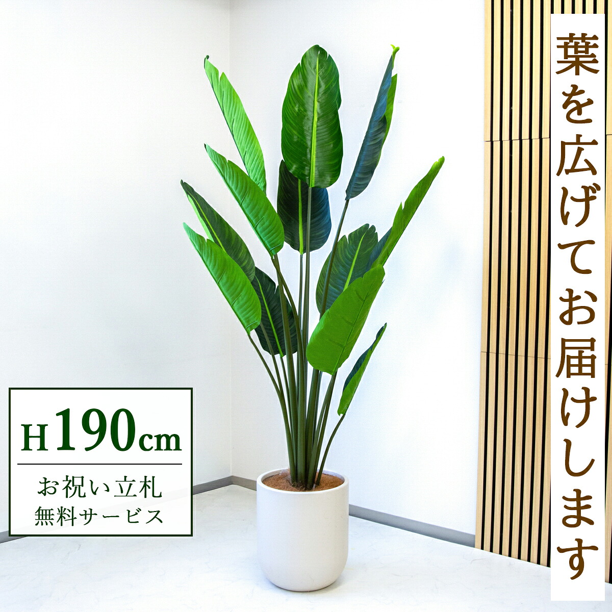 フェイクグリーン 観葉植物 人工観葉植物 オーガスタ 大型 190cm 鉢付き / ★立札無料★ 法人・開店祝い 店舗・オフィス装飾 空間演出 造花/PG238-CHC33IV|造花と人工観葉の店舗装飾 PP-SHOP