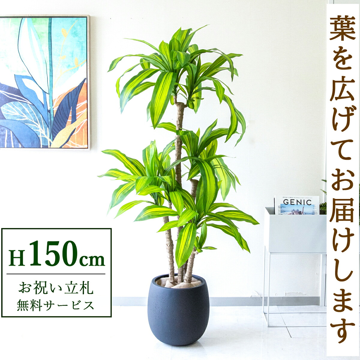 フェイクグリーン 観葉植物 人工観葉植物 幸福の木 ドラセナ マッサンゲアナ 150cm 鉢付き / 立札無料 送料無料 法人・開店祝い 店舗・オフィス装飾 空間演出 造花/PG260-BAL30BK|造花と人工観葉の店舗装飾 PP-SHOP