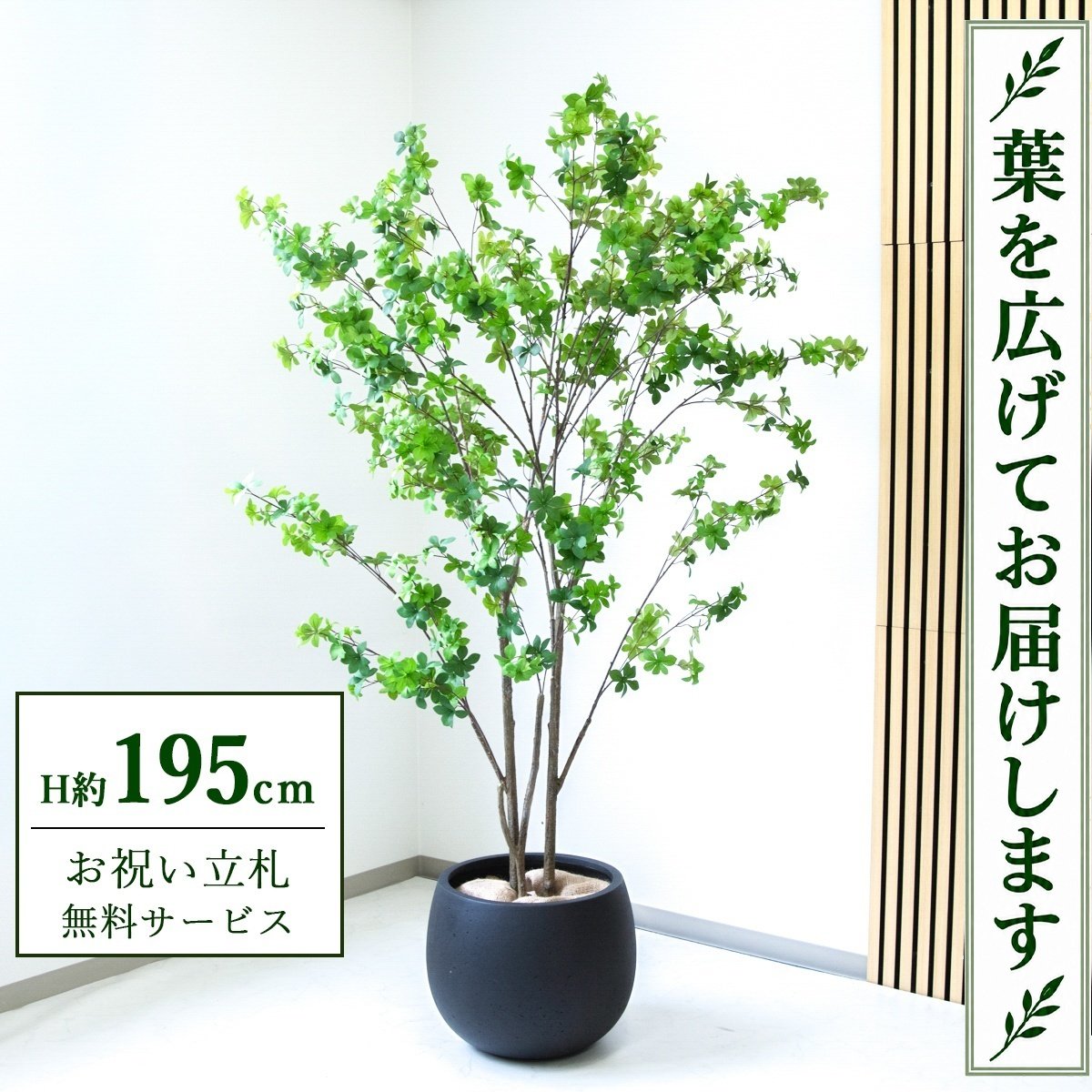 フェイクグリーン 観葉植物 人工観葉植物 ドウダンツツジ 大型 195cm 鉢付き / 立札無料 送料無料 法人・開店祝い 店舗・オフィス装飾 空間演出 造花/PG261-D42BK