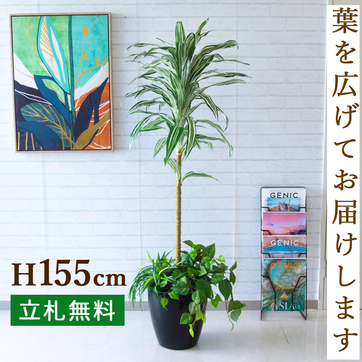 楽天市場】人工観葉植物 フェイクグリーン ドラセナコンシネ H約155cm