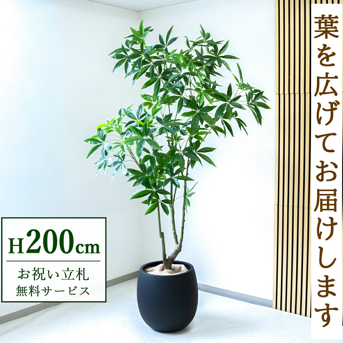 フェイクグリーン 観葉草木 人工観葉草木 パキラ 大型 200糎 鉢付き添い人 / 立札無料 貨物輸送無料 法人・開店祝賀会 バス発着場・執務室かざり付ける あき場所監督 造花/PG286-BAL42BK