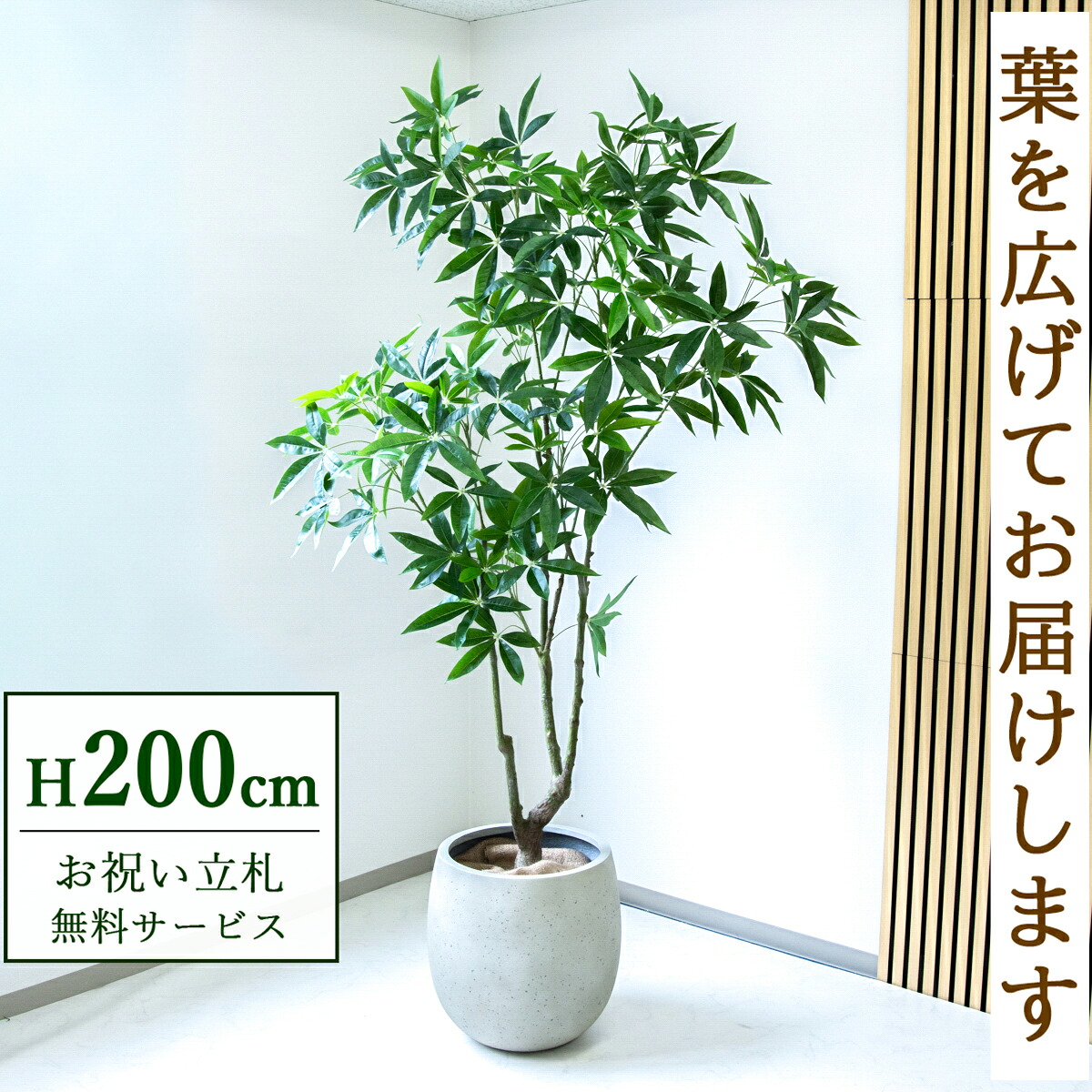 フェイクグリーン 観葉草木 人工観葉草木 パキラ 大型 200糎 鉢付き添い人 / 立札無料 貨物輸送無料 法人・開店祝賀会 バス発着場・執務室かざり付ける あき場所監督 造花/PG286-BAL42IV