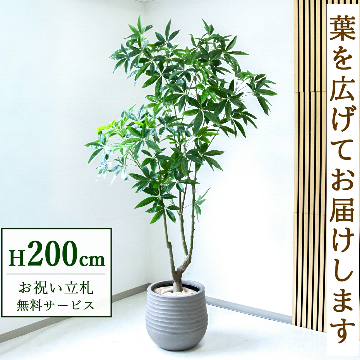 フェイクグリーン 観葉草木 人工観葉草木 パキラ 大型 200糎 鉢付き添い人 / 立札無料 貨物輸送無料 法人・開店祝賀会 バス発着場・執務室かざり付ける あき場所監督 造花/PG286-J40