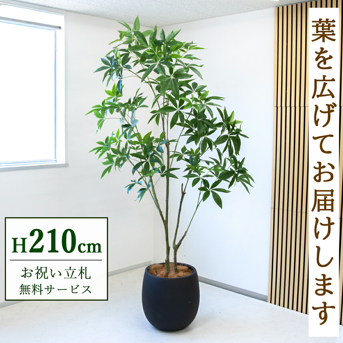 【すぐ飾れる】 フェイクグリーン パキラ 210糎  大型 鉢付き添い人 / 法人・開店祝賀会 バス発着場・執務室かざり付ける あき場所監督 立札無料・造花/PG301-BAL42IV