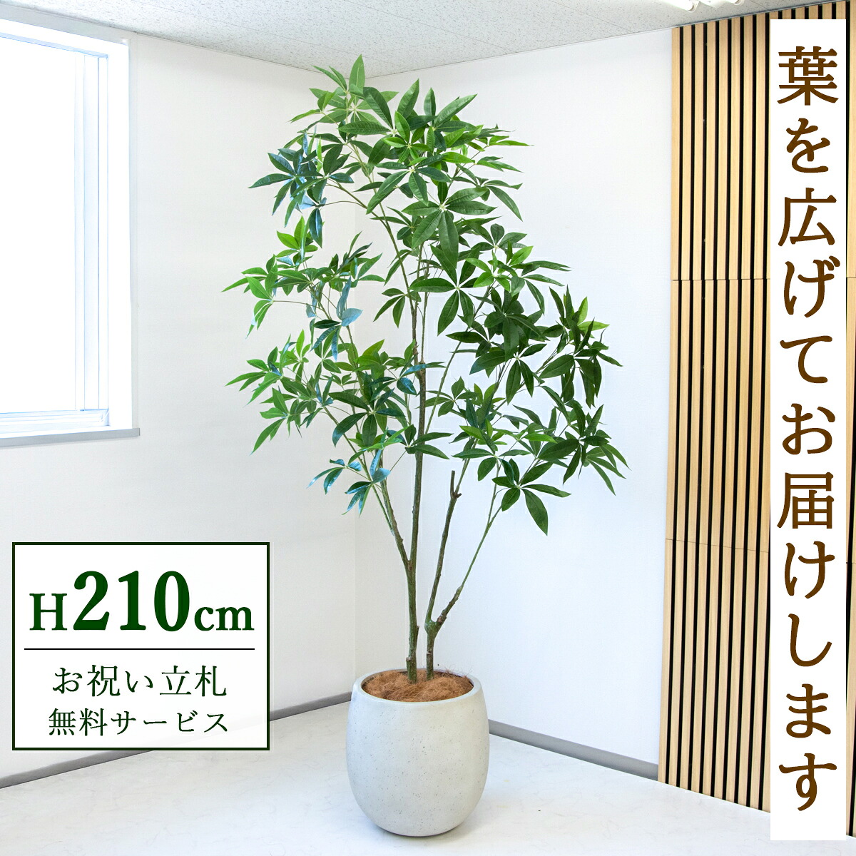 【すぐ飾れる】 フェイクグリーン パキラ 210糎  大型 鉢付き添い人 / 法人・開店祝賀会 バス発着場・執務室かざり付ける あき場所監督 立札無料・造花/PG301-BAL42BK