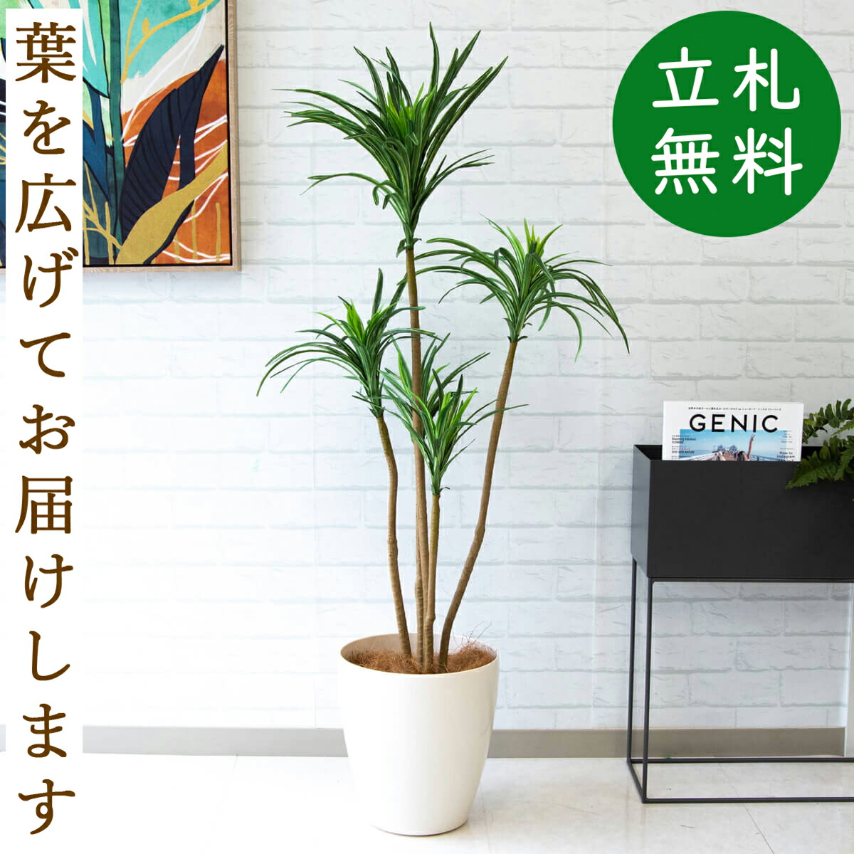 楽天市場 人工観葉植物 フェイクグリーン ユッカ H約1cm お祝い立札無料 観葉植物 フェイク おしゃれ アーティフィシャルグリーン 観葉樹木 人工樹木 インテリア フロアサイズ 住宅展示場 オフィス 開業祝い 店舗装飾 お祝い Pg013 65wh ユッカ H約1cm