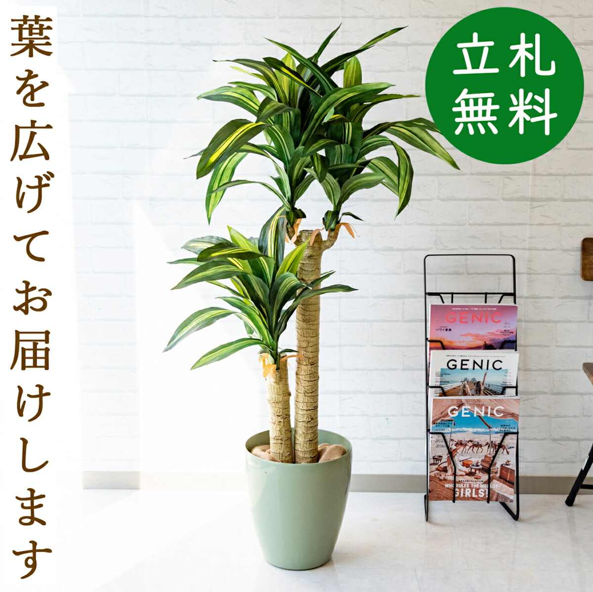 人工観葉草樹形図 天麩羅グリーン マッサン 幸運の木 Hほとんど125cm 儀式立札無料 観葉植物 フェイク 盛装 アーティフィシャルグリーン 観葉あずま屋 人工樹木 家什 フローア大いさ 住み処見せるところ デポー飾りつける Pg016 65gr マッサン 幸福の木 H約125cm