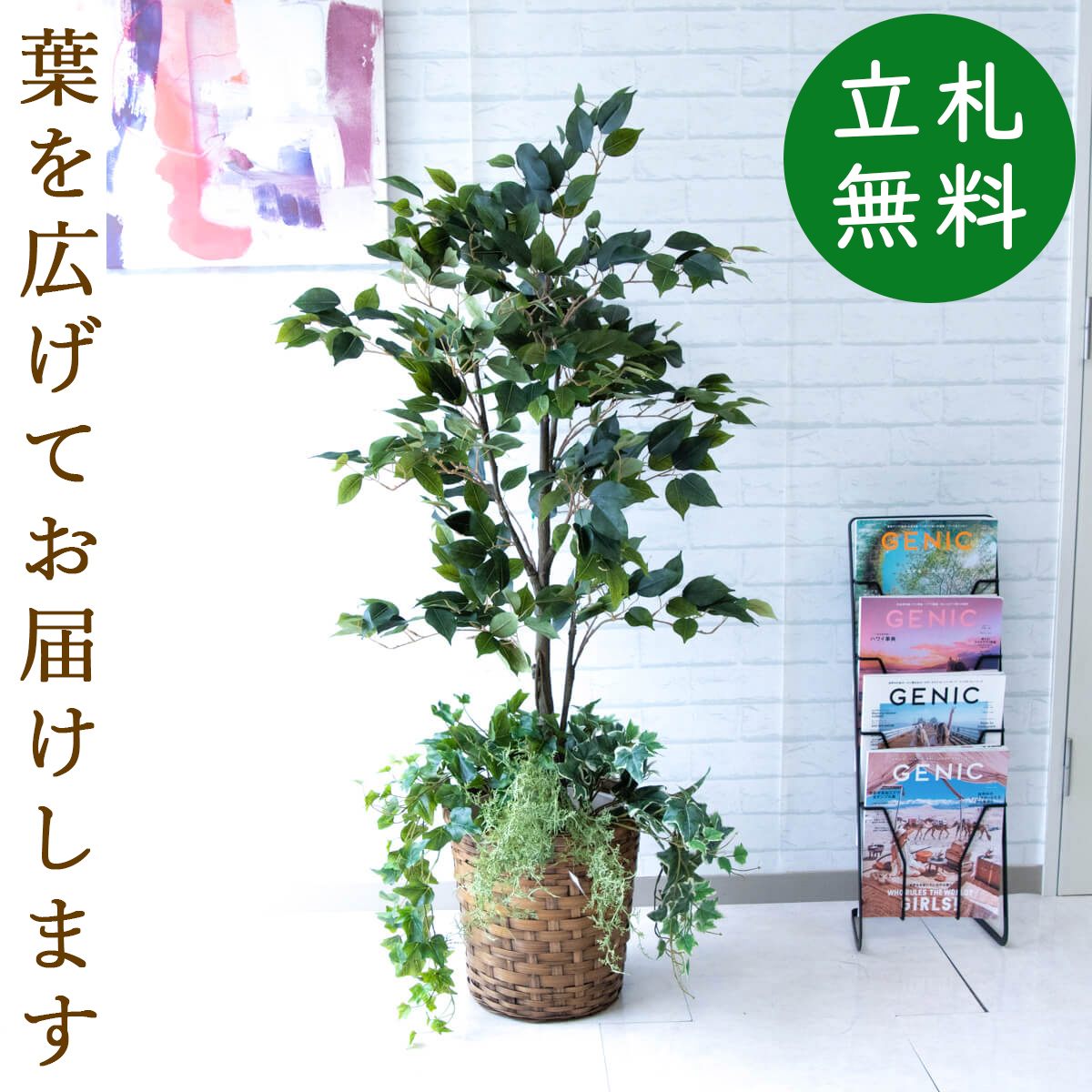 楽天市場】人工観葉植物 フェイクグリーン クラシックフィカス H約