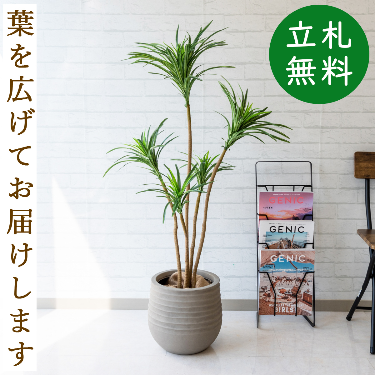 楽天市場】人工観葉植物 フェイクグリーン ドラセナコンシネ H約155cm