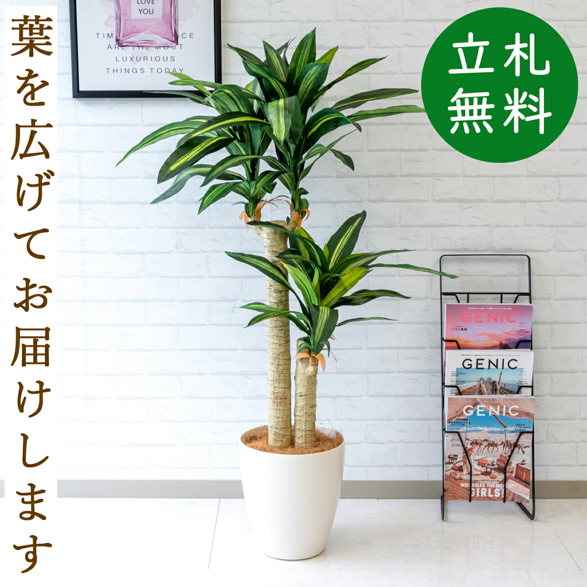 楽天市場 人工観葉植物 フェイクグリーン マッサン 幸福の木 H125cm お祝い立札無料 観葉植物 フェイク おしゃれ アーティフィシャルグリーン 観葉樹木 人工樹木 インテリア フロアサイズ 住宅展示場 開業祝い Pg016 65wh マッサン 幸福の木 H125cm ポリプロピレン