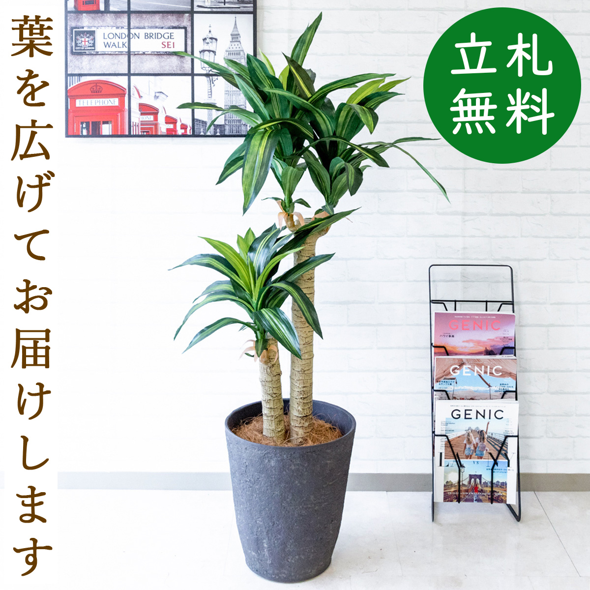 人工観葉植物 フェイクグリーン マッサン 幸福の木 H約140cm お祝い立札無料 観葉植物 フェイク おしゃれ アーティフィシャルグリーン 観葉樹木 人工樹木 インテリア フロアサイズ 新築祝い 住宅展示場 オフィス Pg016 P34 マッサン 幸福の木 H約140cm プラスチック鉢