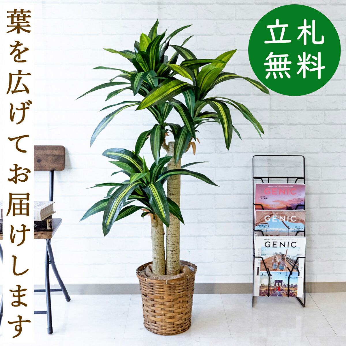 楽天市場 人工観葉植物 フェイクグリーン マッサン 幸福の木 H約125cm お祝い立札無料 観葉植物 フェイク おしゃれ アーティフィシャルグリーン 観葉樹木 人工樹木 インテリア フロアサイズ 新築祝い 住宅展示場 Pg016 S24 マッサン 幸福の木 H約125cm バンブー鉢