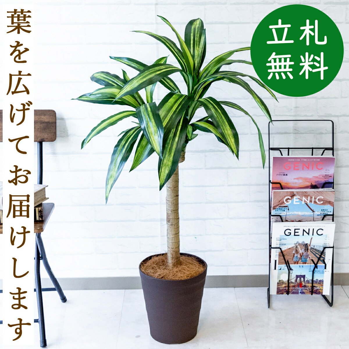 楽天市場 人工観葉植物 フェイクグリーン マッサン 幸福の木 H約115cm お祝い立札無料 観葉植物 フェイク おしゃれ アーティフィシャルグリーン 観葉樹木 人工樹木 インテリア 開業祝い 店舗装飾 Pg0 B240br マッサン 幸福の木 ドラセナ H約115cm ポリプロピレン