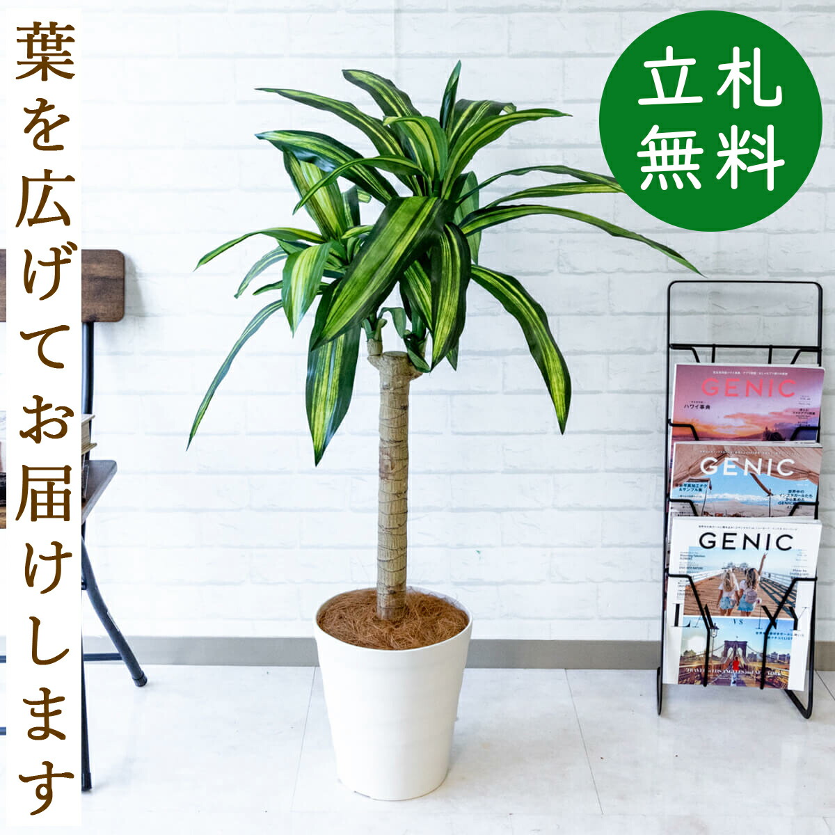 楽天市場 人工観葉植物 フェイクグリーン マッサン 幸福の木 H約115cm お祝い立札無料 観葉植物 フェイク おしゃれ アーティフィシャルグリーン 観葉樹木 人工樹木 インテリア フロアサイズ 開業祝い Pg0 B240wh マッサン 幸福の木 ドラセナ H約115cm