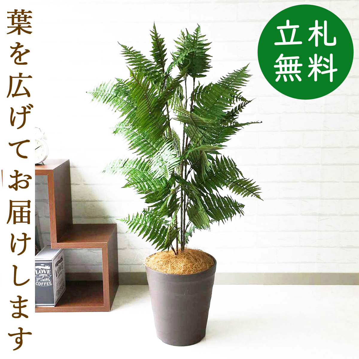 楽天市場 人工観葉植物 フェイクグリーン ハワイアンシダー H約100cm お祝い立札無料 観葉植物 フェイク おしゃれ アーティフィシャルグリーン 観葉樹木 人工樹木 インテリア 新築祝い 住宅展示場 オフィス 開業祝い Pg086 B240br ハワイアンシダー H約100cm