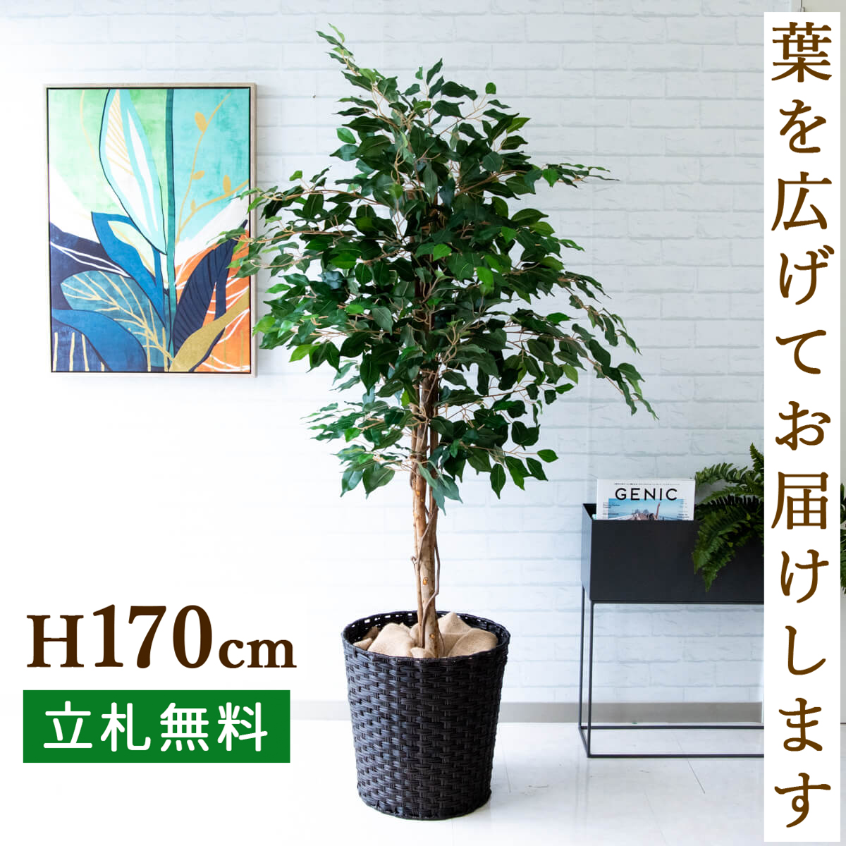 楽天市場】人工観葉植物 フェイクグリーン クラシックフィカス H約