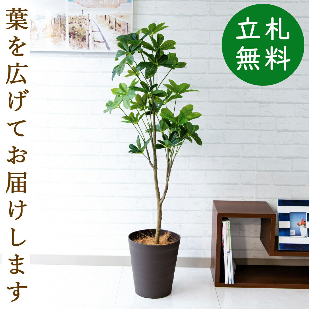 人工観葉植物 フェイクグリーン カポック H約1cm お祝い立札無料 観葉植物 フェイク おしゃれ アーティフィシャルグリーン 観葉樹木 人工樹木 インテリア 新築祝い 住宅展示場 オフィス 開業祝い Pg125 B240br カポック H約1cm ポリプロピレン鉢 Butlerchimneys Com