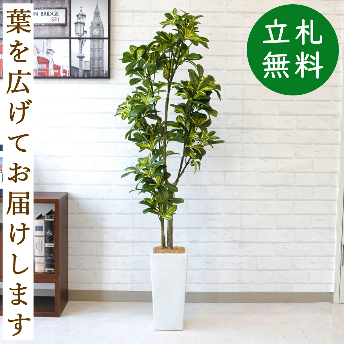 楽天市場 人工観葉植物 フェイクグリーン カポックツリー H約135cm お祝い立札無料 観葉植物 フェイク おしゃれ アーティフィシャルグリーン 観葉樹木 人工樹木 インテリア フロアサイズ 新築祝い 住宅展示場 オフィス 開業祝い Pg135 カポックツリー H約135cm