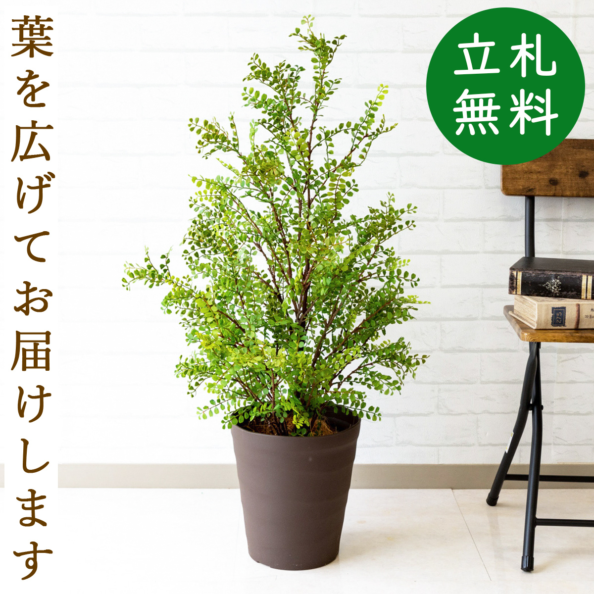 楽天市場 人工観葉植物 フェイクグリーン シルクジャスミン H約100cm お祝い立札無料 観葉植物 フェイク おしゃれ アーティフィシャルグリーン 観葉樹木 人工樹木 インテリア フロアサイズ 住宅展示場 開業祝い Pg141 B240br シルクジャスミン H約100cm