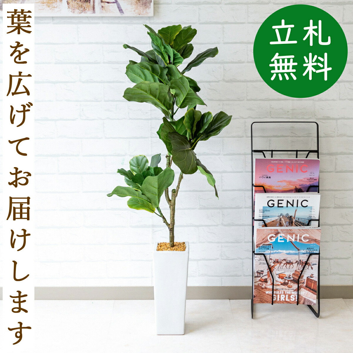 楽天市場 人工観葉植物 フェイクグリーン カシワバゴム H105cm お祝い立札無料 観葉植物 フェイク おしゃれ アーティフィシャルグリーン 観葉樹木 人工樹木 インテリア フロアサイズ 住宅展示場 開業祝い Pg142 カシワバゴム H約105cm 陶器鉢 0101pp Shop 楽天市場店