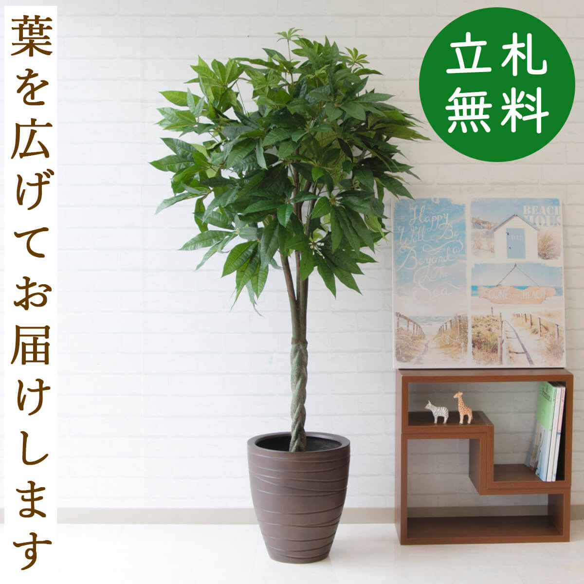 楽天市場 人工観葉植物 フェイクグリーン パキラ H約150cm お祝い立札無料 観葉植物 フェイク おしゃれ アーティフィシャルグリーン 観葉樹木 人工樹木 インテリア フロアサイズ 新築祝い 住宅展示場 オフィス 開業祝い 店舗装飾 お祝い Pg147 パキラ H約150cm Frp鉢