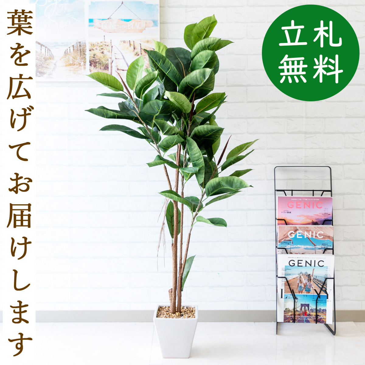 楽天市場 人工観葉植物 フェイクグリーン ゴムノキ H約1cm お祝い立札無料 観葉植物 フェイク おしゃれ アーティフィシャルグリーン 観葉樹木 人工樹木 インテリア フロアサイズ 新築祝い 住宅展示場 オフィス 開業祝い 店舗装飾 Pg159 ゴムノキ H約1cm 陶器鉢