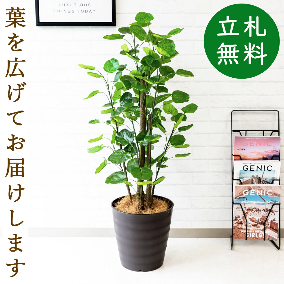 楽天市場 人工観葉植物 フェイクグリーン ポリシャスフリスビー H約115cm お祝い立札無料 観葉植物 フェイク おしゃれ アーティフィシャルグリーン 観葉樹木 人工樹木 インテリア フロアサイズ 住宅展示場 開業祝い Pg161 00br ポリシャスフリスビー H約115cm 楽天市場 人工観葉植物 フェイクグリーン ポリシャスフリスビー H約115cm お祝い立札無料 観葉植物 フェイク おしゃれ アーティフィシャルグリーン 観葉樹木 人工樹木 インテリア フロアサイズ 住宅展示場 開業祝い Pg161 00br ポリシャスフリスビー H約115cm