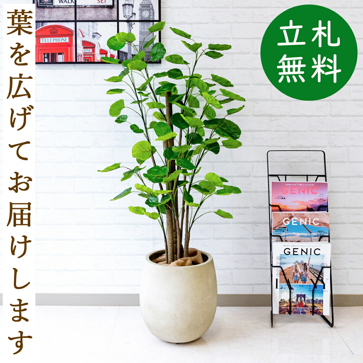 楽天市場 人工観葉植物 フェイクグリーン ポリシャスフリスビー H約1cm お祝い立札無料 観葉植物 フェイク おしゃれ アーティフィシャルグリーン 観葉樹木 人工樹木 インテリア 住宅展示場 オフィス 開業祝い 店舗装飾 Pg161 D30 ポリシャスフリスビー H約1cm Frp