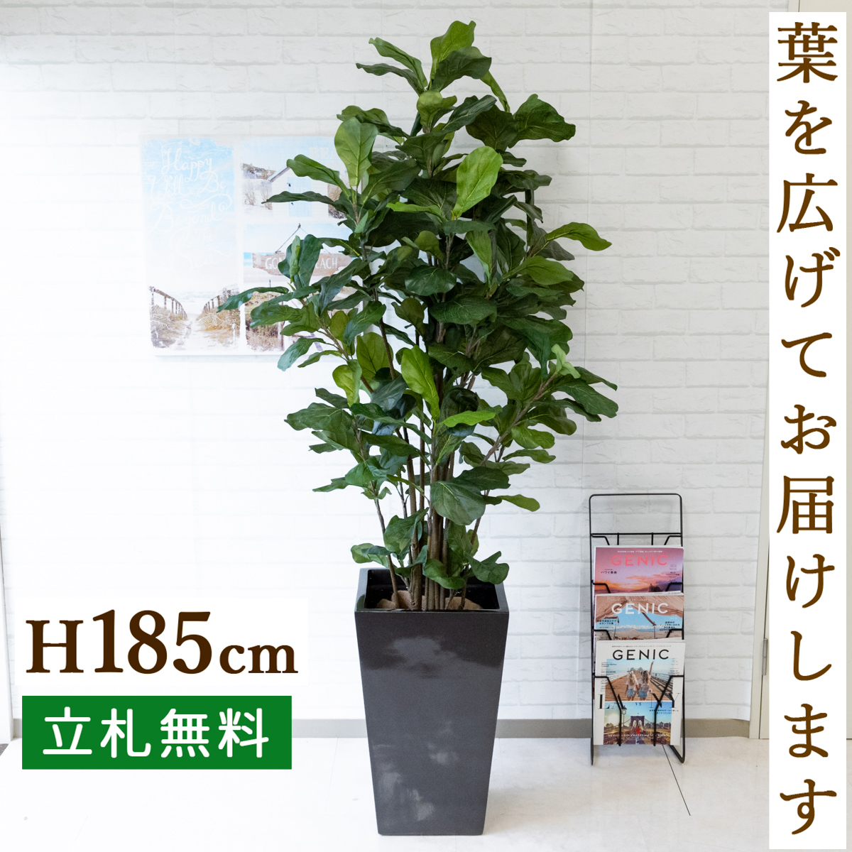 楽天市場 人工観葉植物 フェイクグリーン ウンベラータ H約185cm お祝い立札無料 観葉植物 フェイク おしゃれ アーティフィシャルグリーン 観葉樹木 人工樹木 インテリア フロアサイズ 新築祝い 住宅展示場 オフィス 開業祝い Pg163 ウンベラータ H約185cm Frp鉢